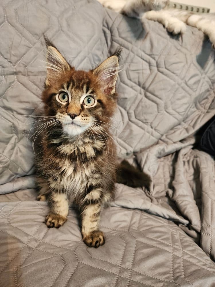 Coongarden Cattery