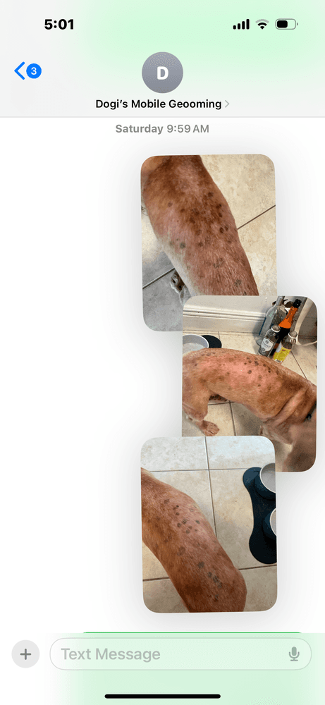 Dogi's Mobile Grooming