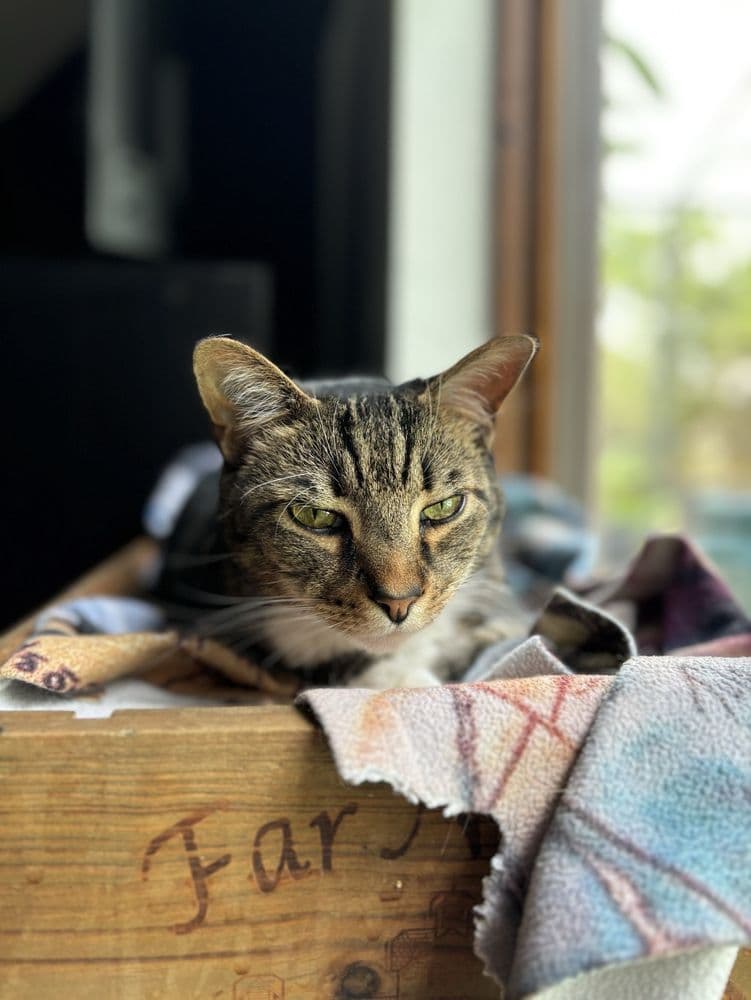 Oscar's Pet Sitting