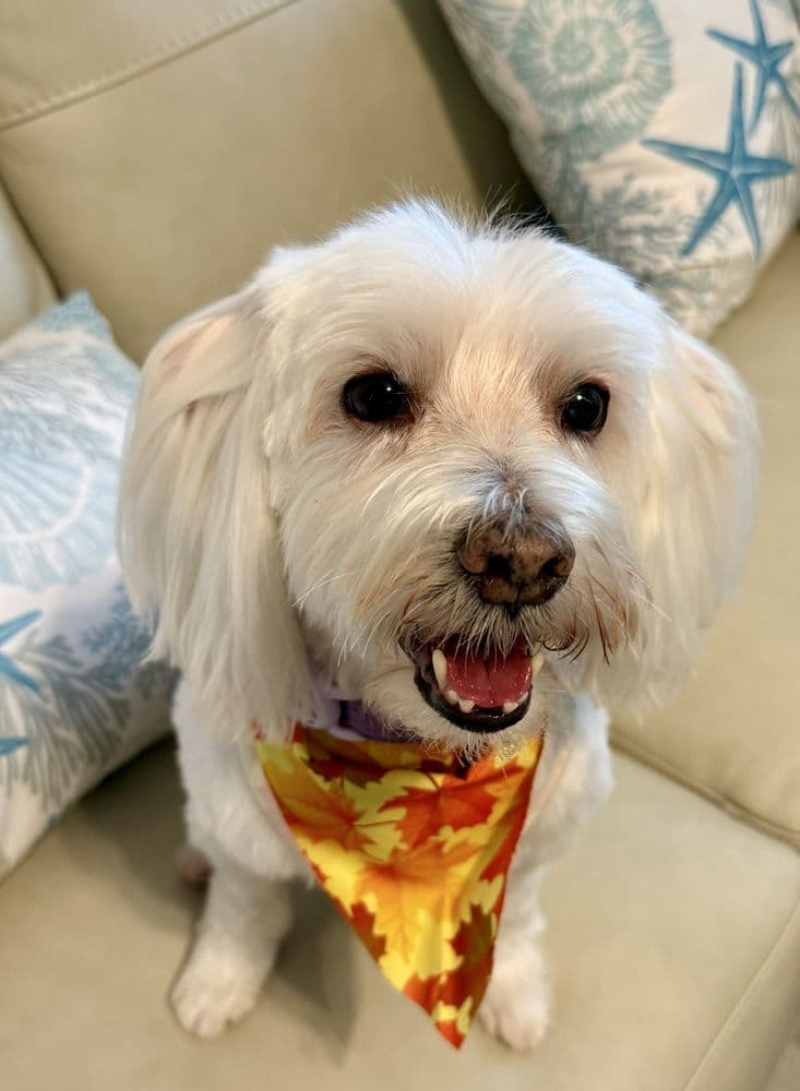 Beach Barkery
