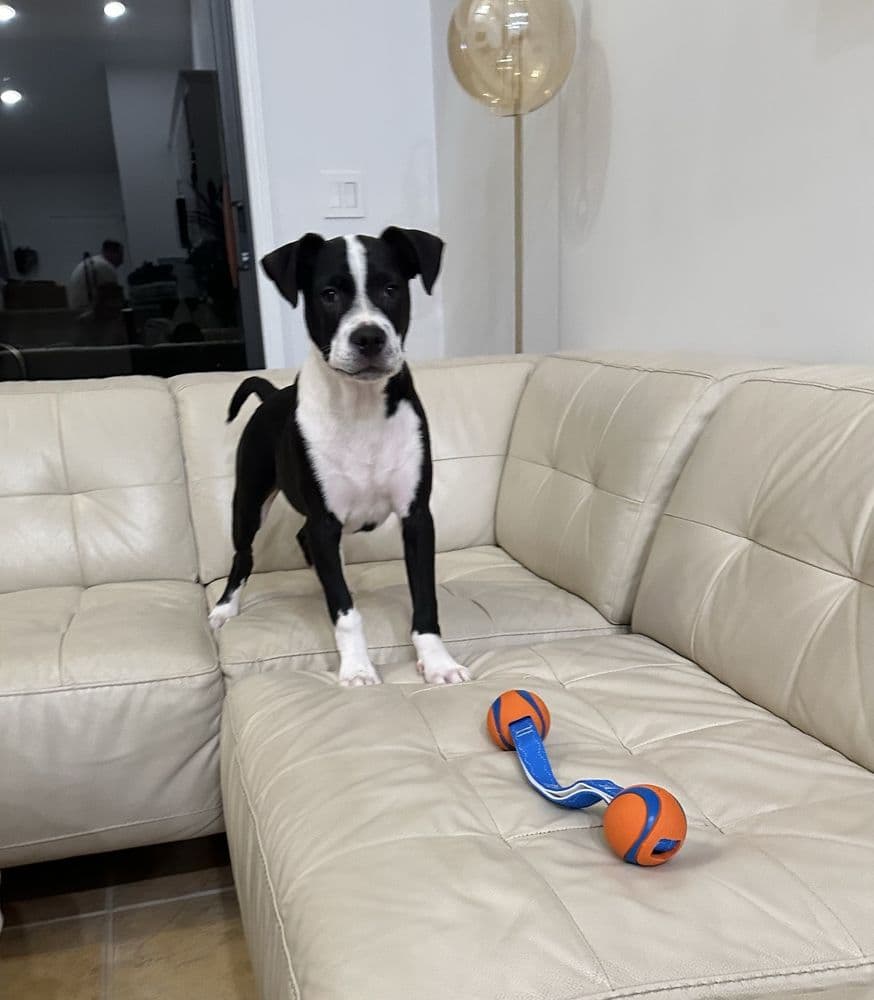 JUPdog