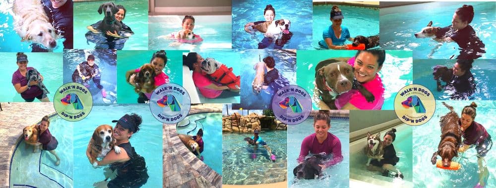 Dip'n Dogs Hydrotherapy