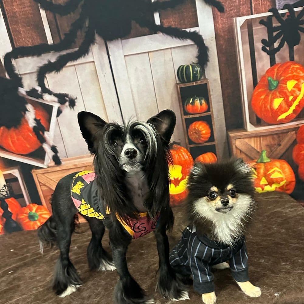 Square Dog Grooming Company