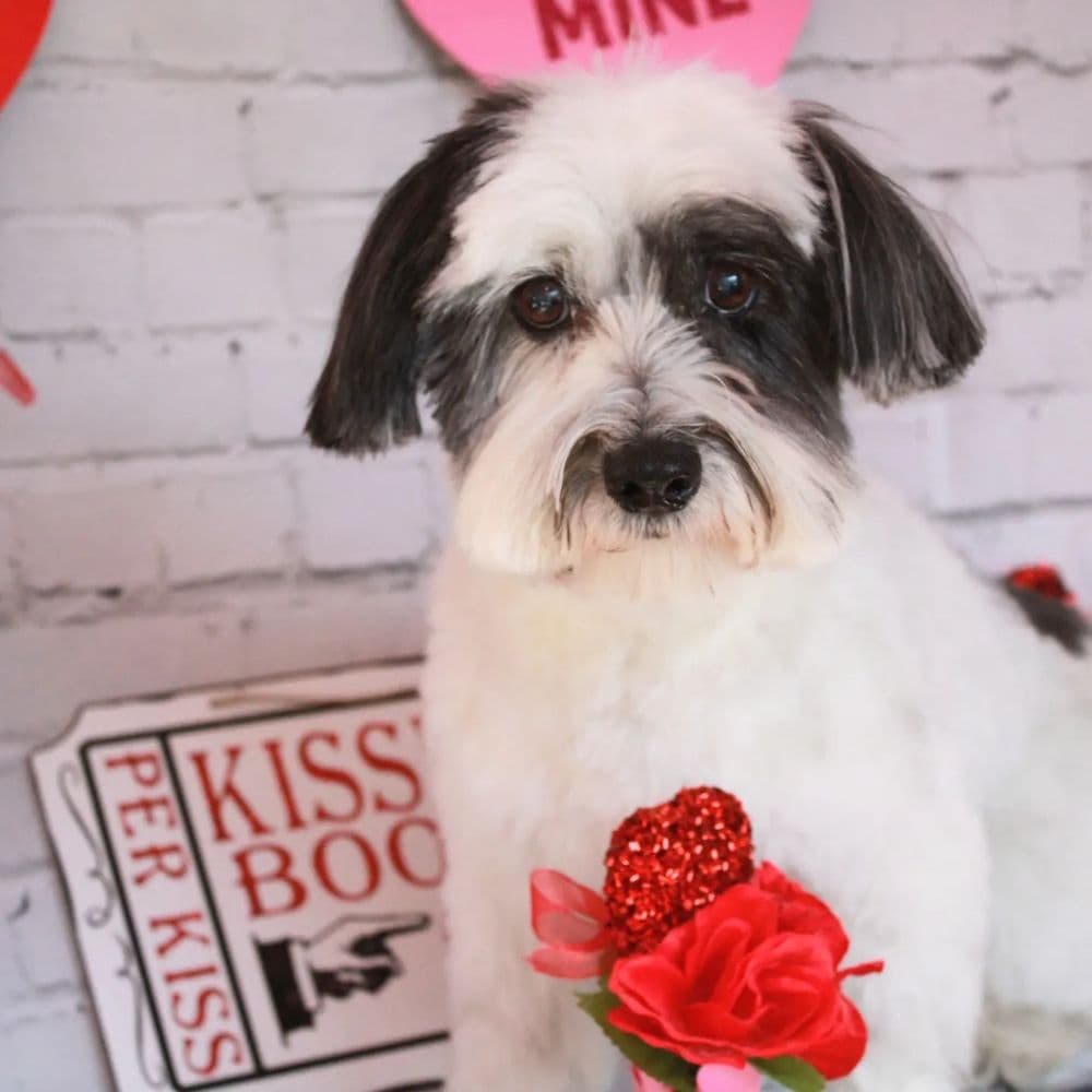 Ruff to Ritz Mobile Grooming & Photography