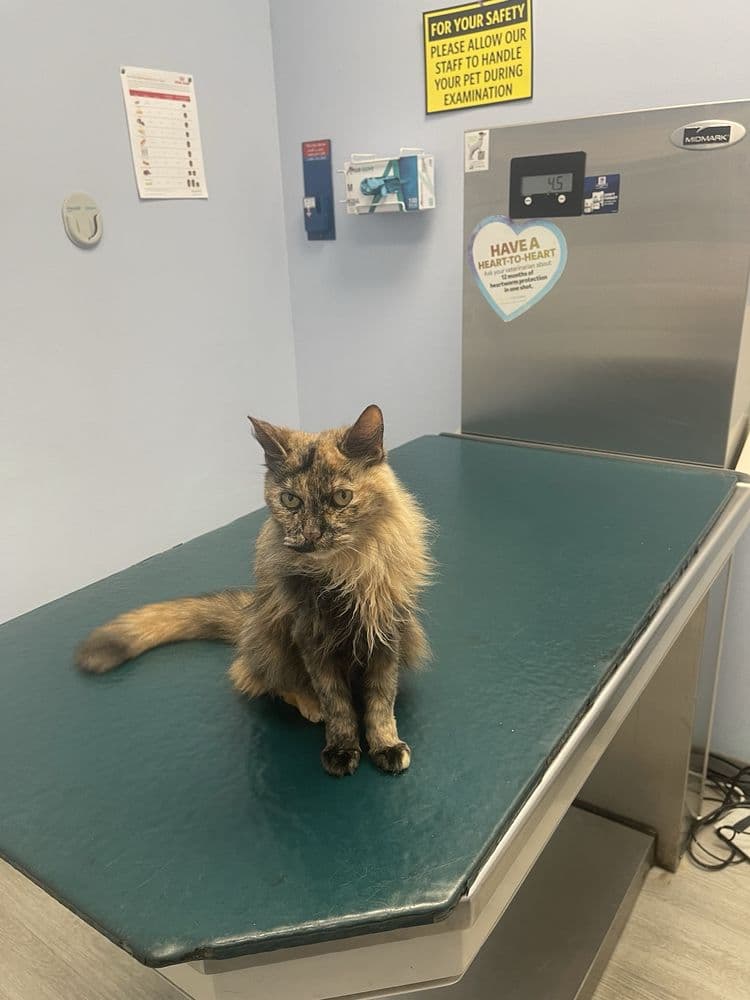 Kindness Animal Hospital