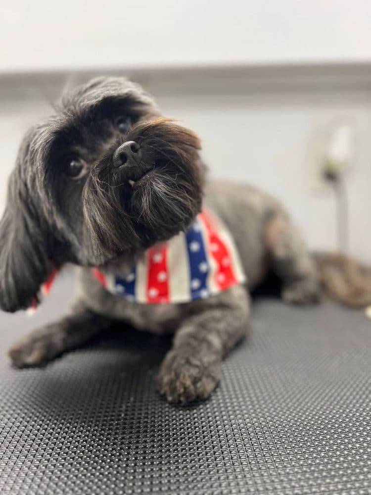 Mr Anthony Dog Grooming Mobile