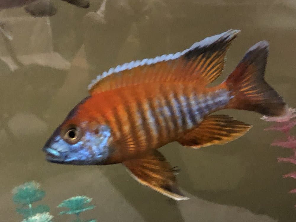 Cichlid Hut