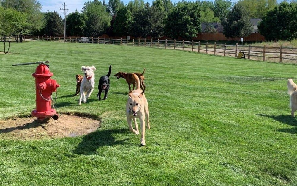 House and Hound Care Pet Sitting