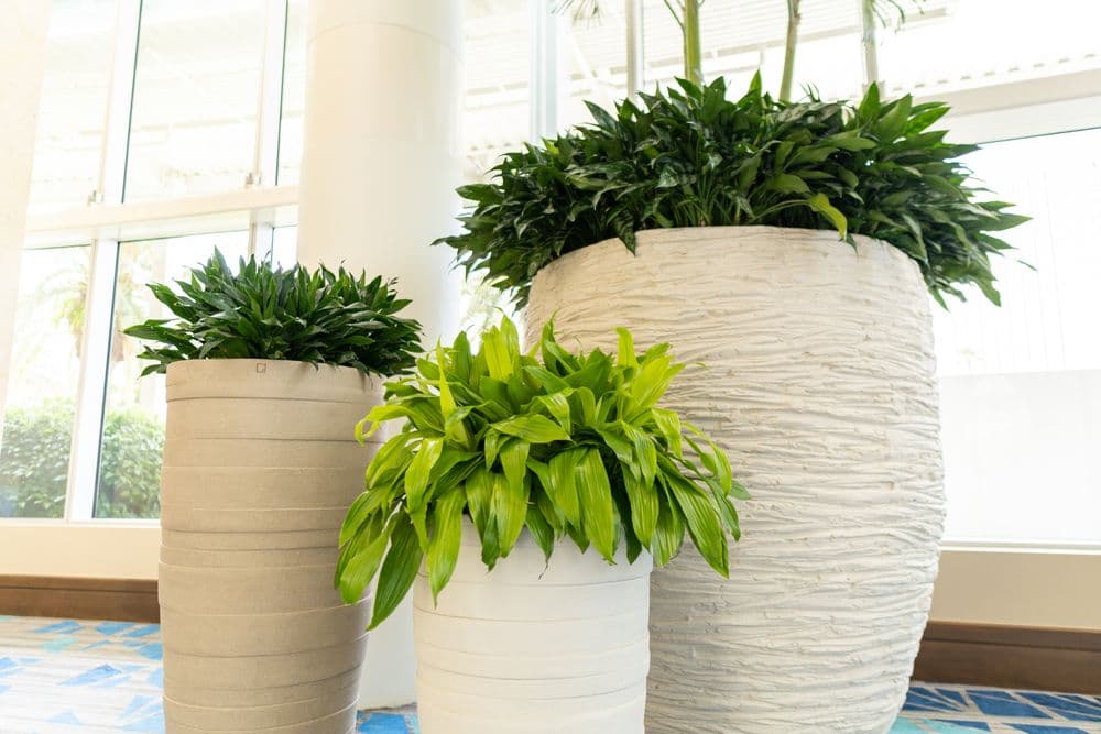 Greenery Productions Floral Studio