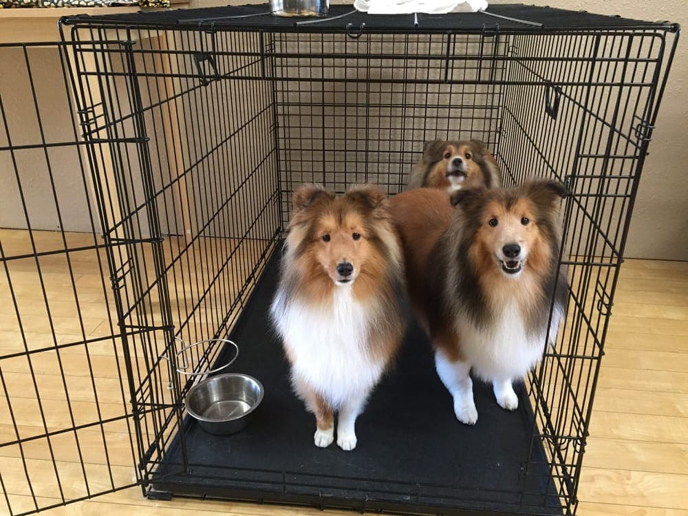 DogStar Mobile Grooming