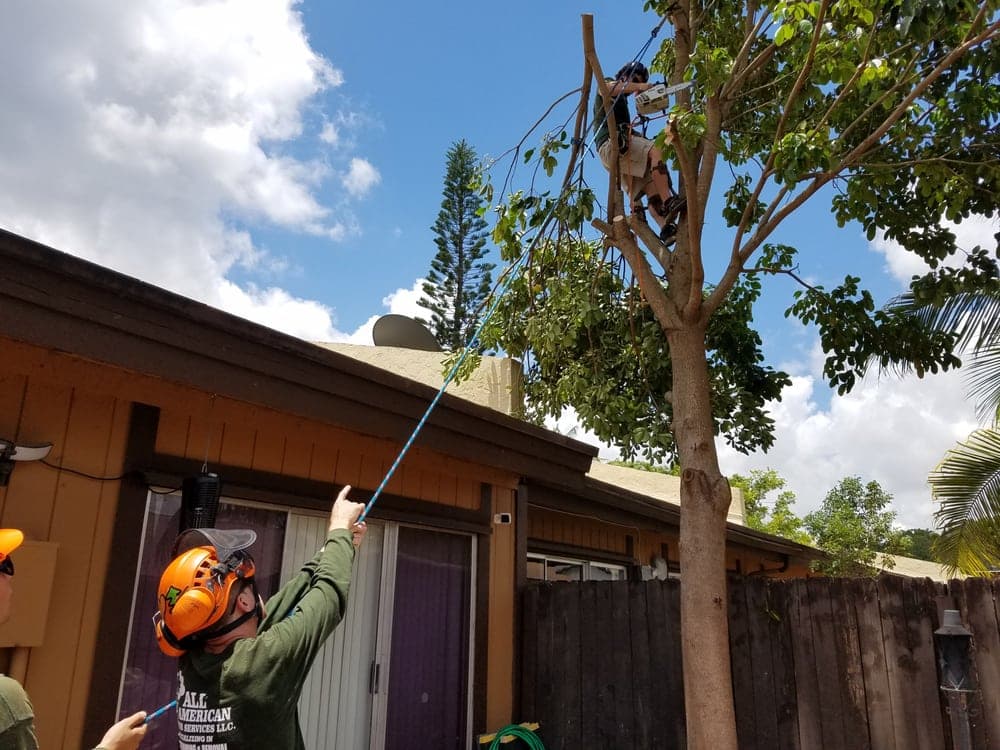 American Arbor Services