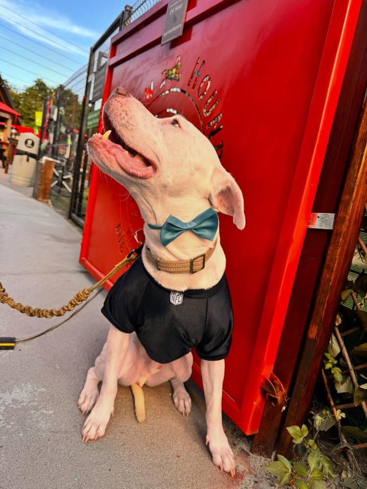 Bark Bus Jax