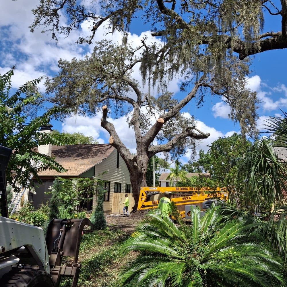 Joe's Tree Service & Landscaping Inc