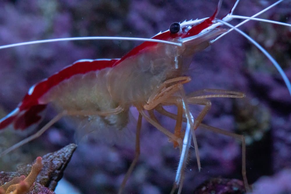 The Coral Zoo