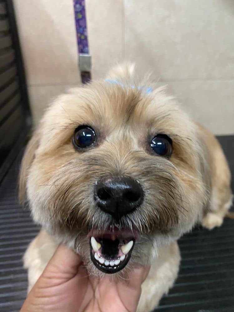 Puppy World - Miami