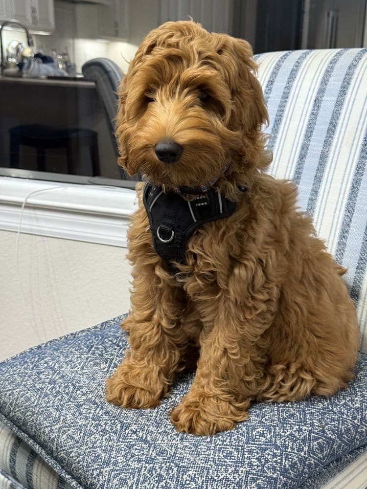 Tampa Bay Australian Labradoodles