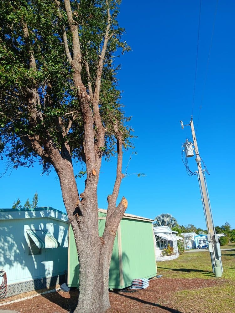 Clean View Tree Services SW Florida