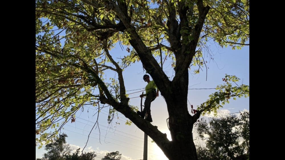 Optimum Tree Care