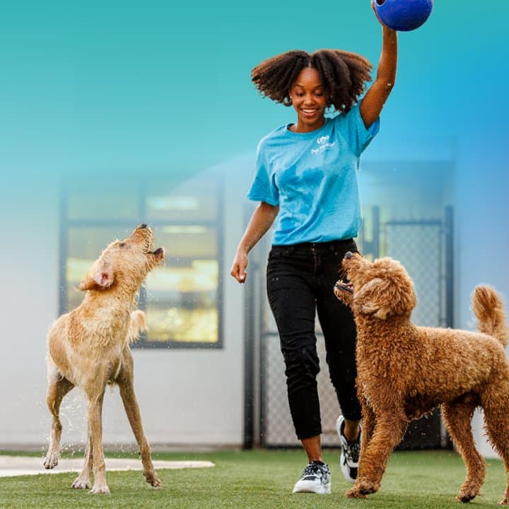 Pet Paradise Jacksonville Univ Blvd