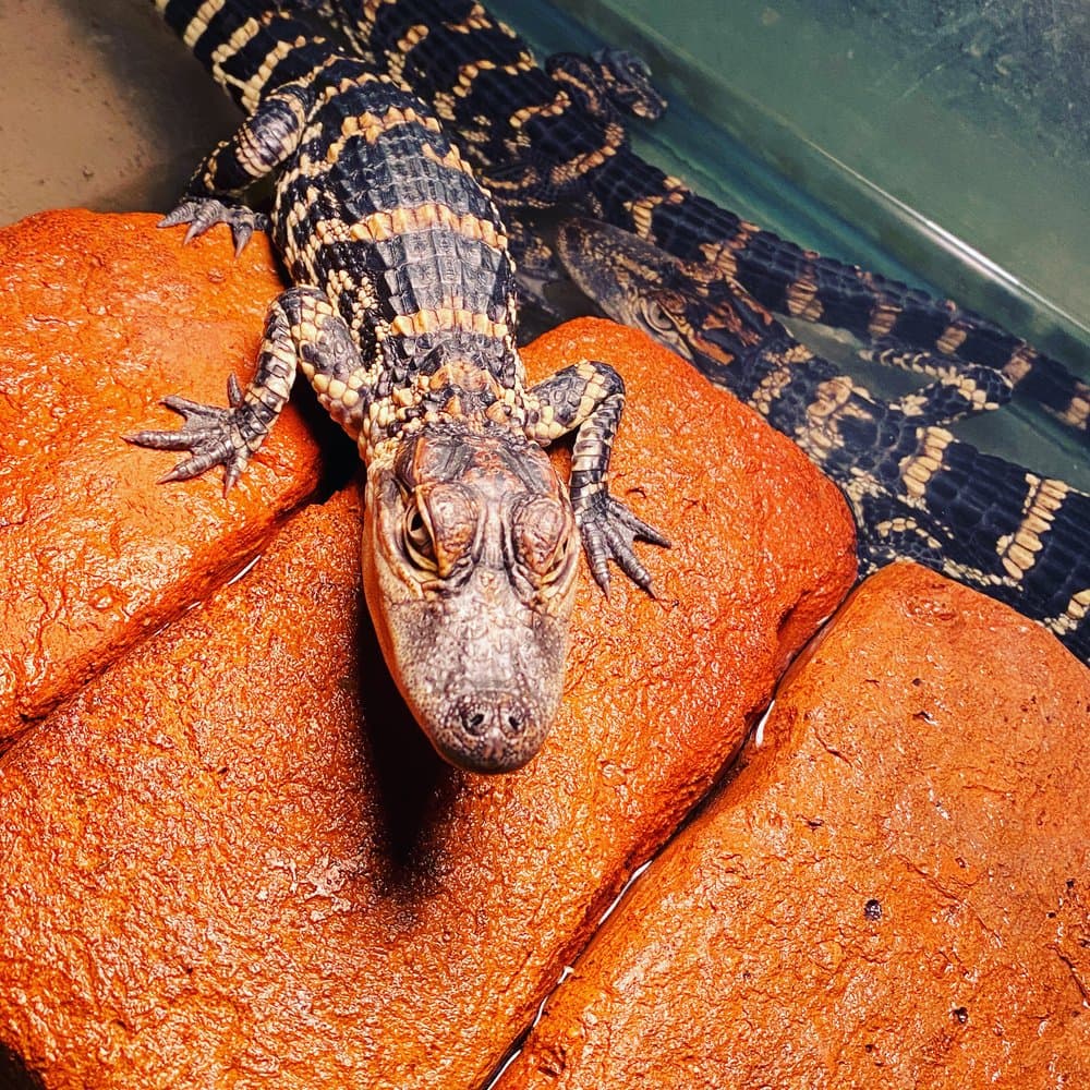 Southeast Reptile Exchange