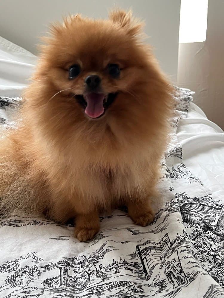Valentina Pet Care
