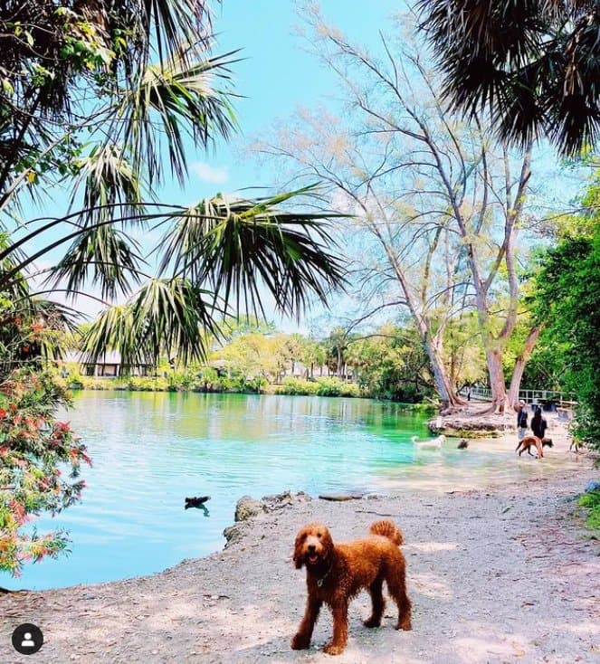 PAWS PLANET MIAMI