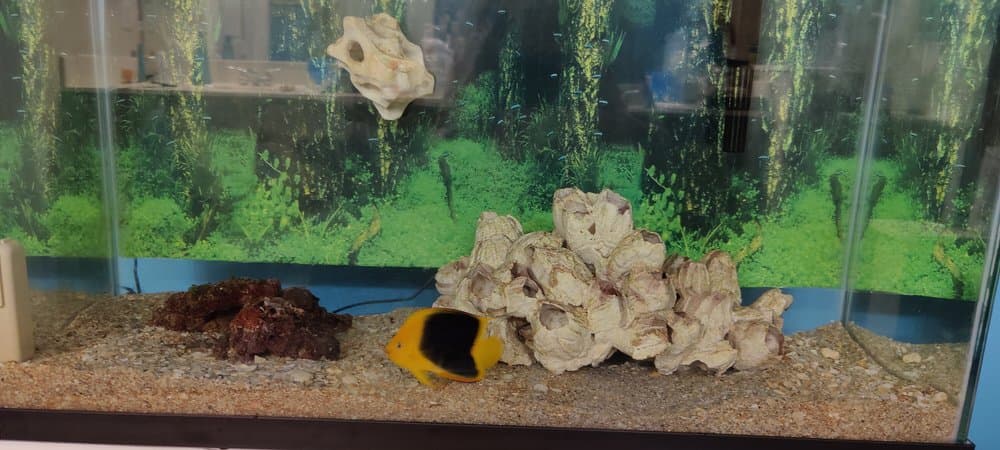 Coral Sea Aquariums