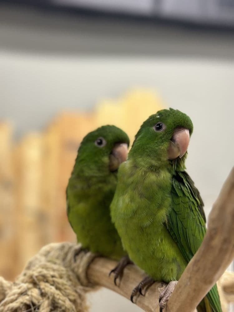 Animal House Pet Shop