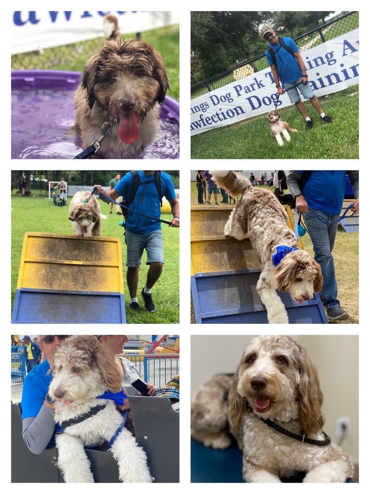 Pawfection Dog Training