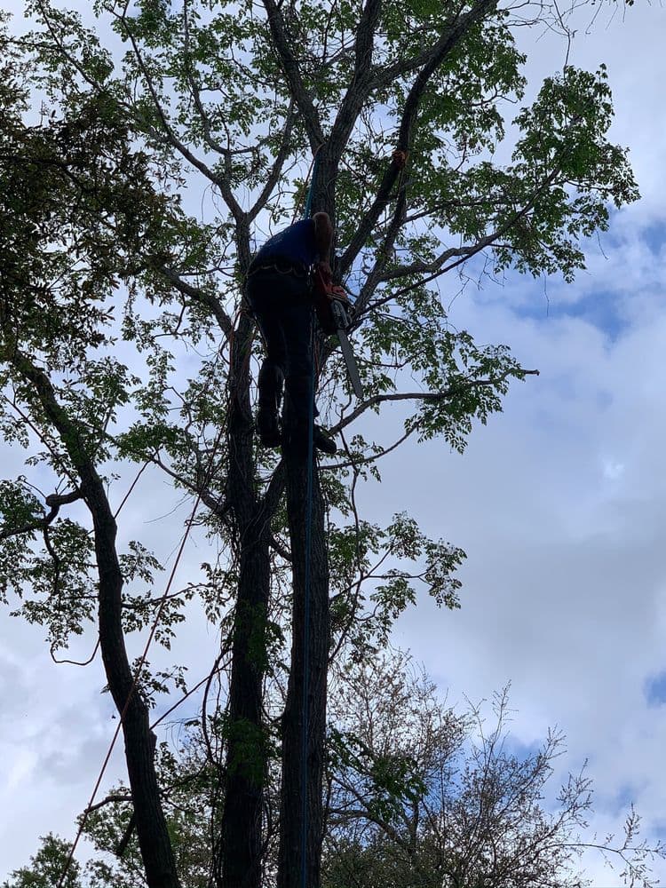 Warming Tree Services, Inc