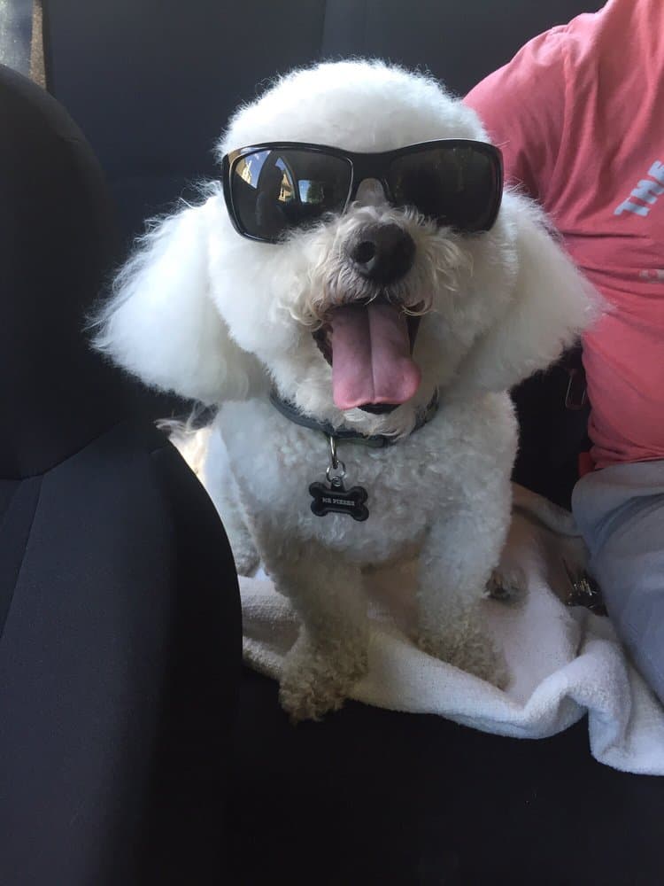 Judy's Happy Tails