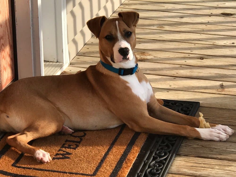 Sit Happens Dog Training Jacksonville