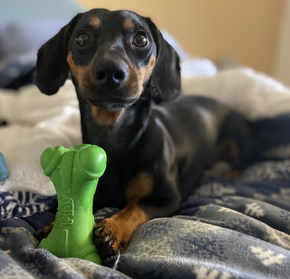 Bartram Park Animal Hospital