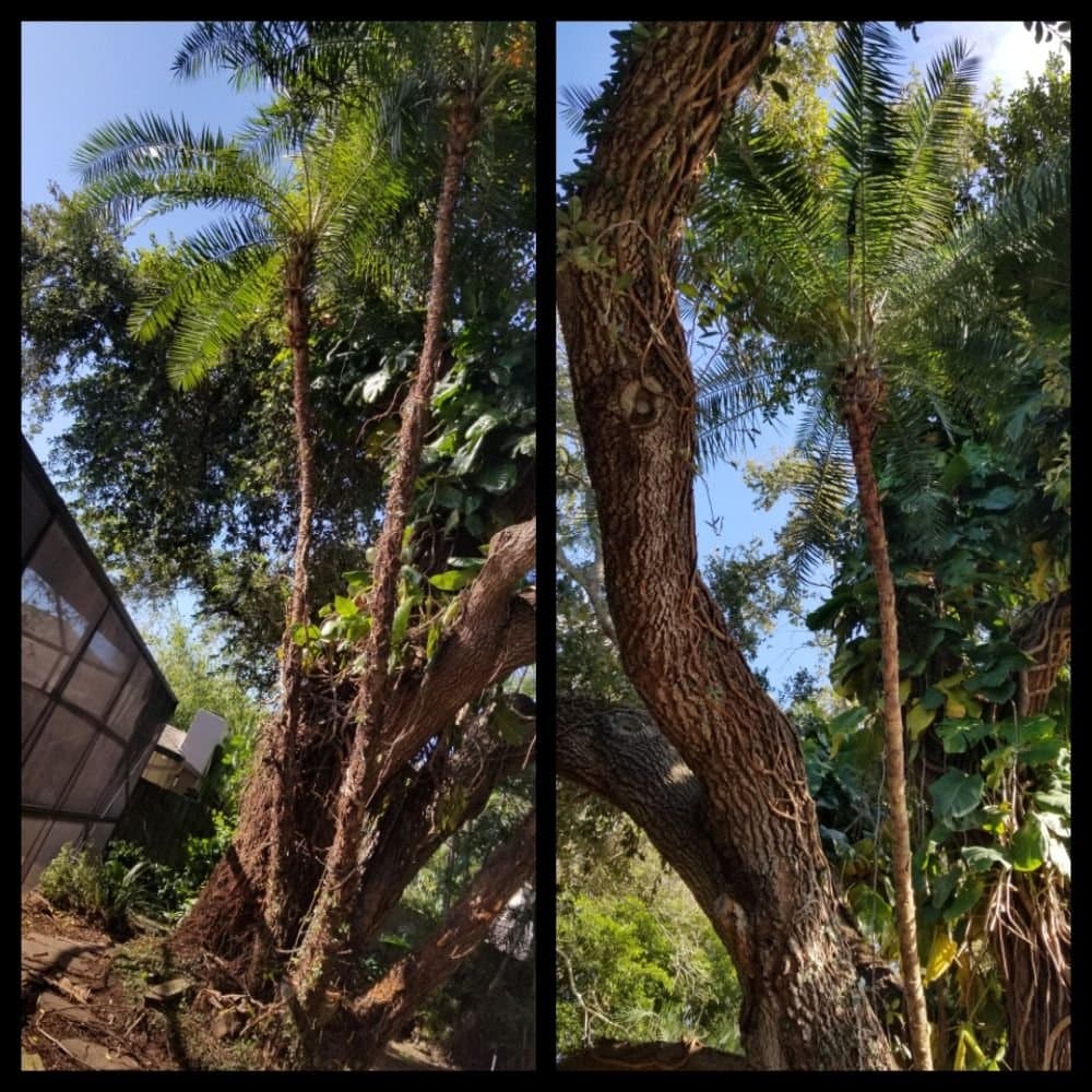Complete Upkeep Tree Service & Pressure Washing