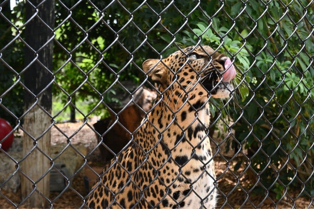 Panther Ridge Conservation Center