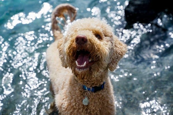 Woof Tang