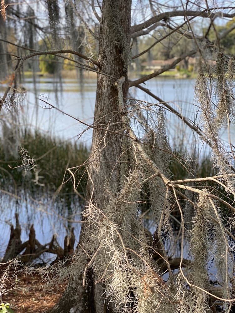 Lake Cherokee Park
