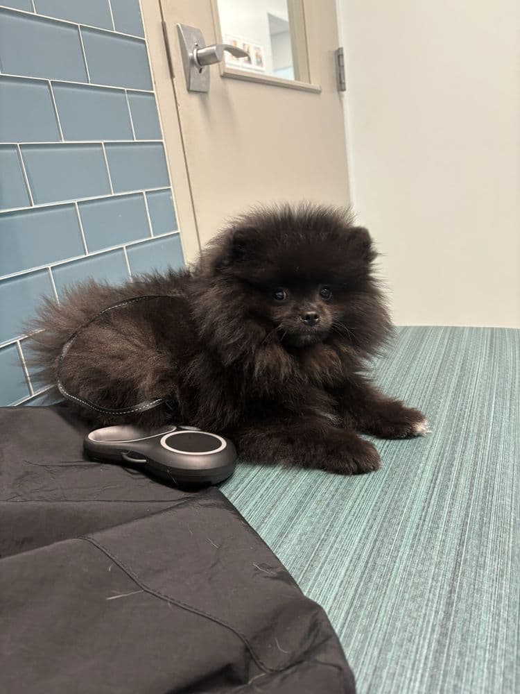 Brickell Bay Animal Hospital
