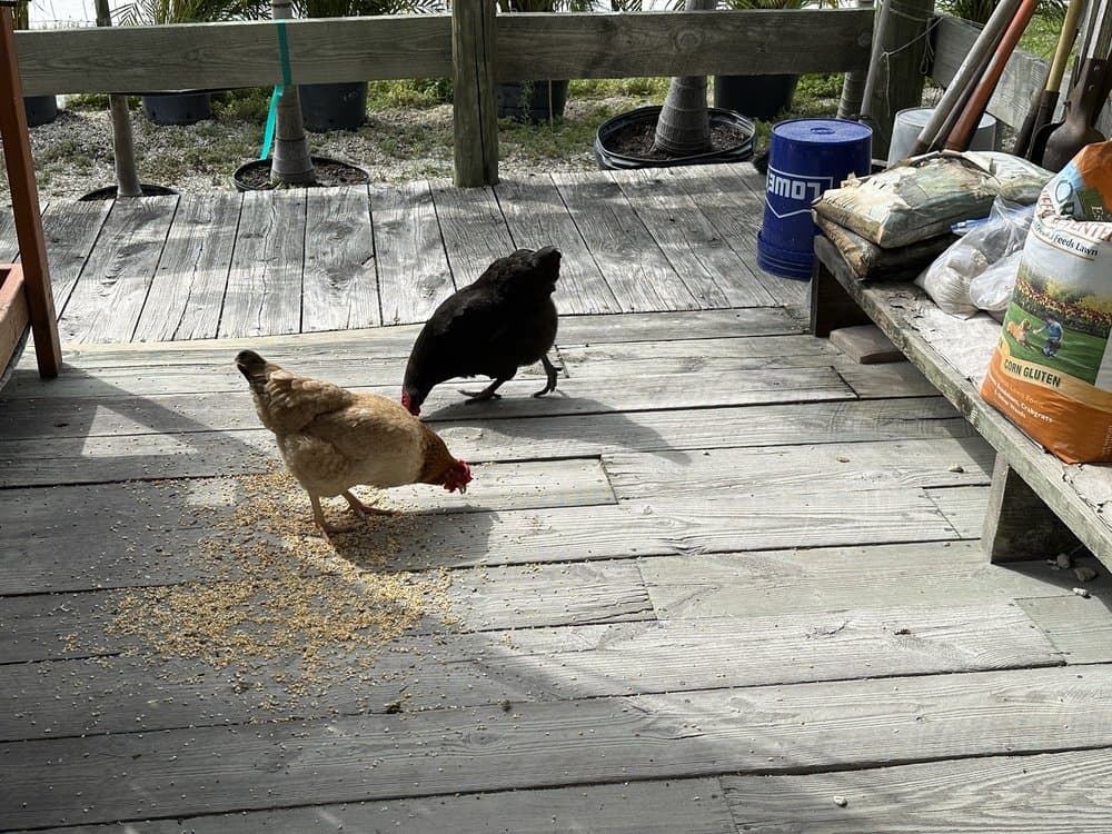 Pine Island Feed