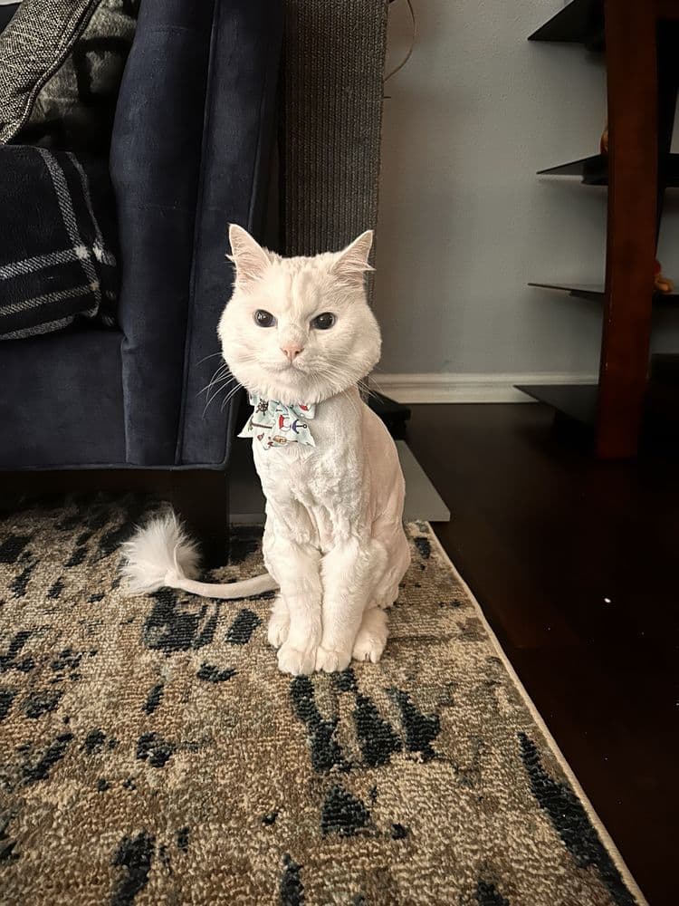 Yellowstone Mobile Pet Grooming