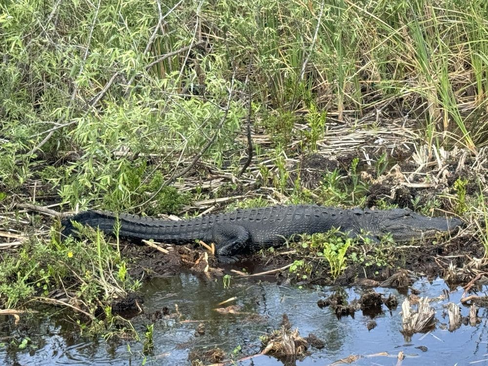 Airboat Rides Fort Lauderdale
