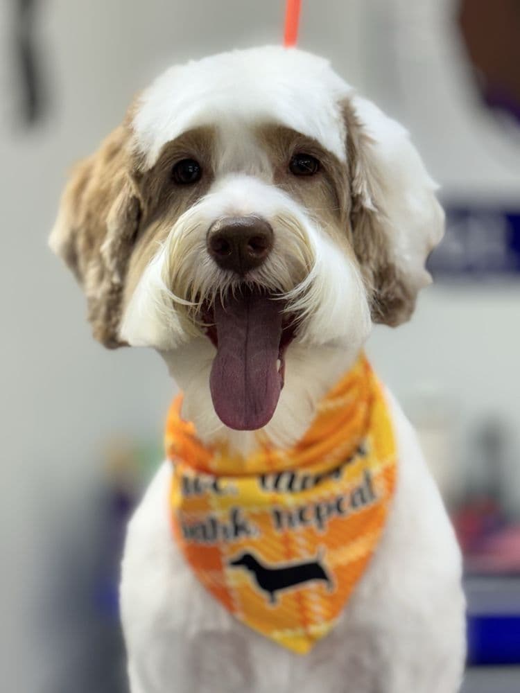 Aunt B's Pet Grooming