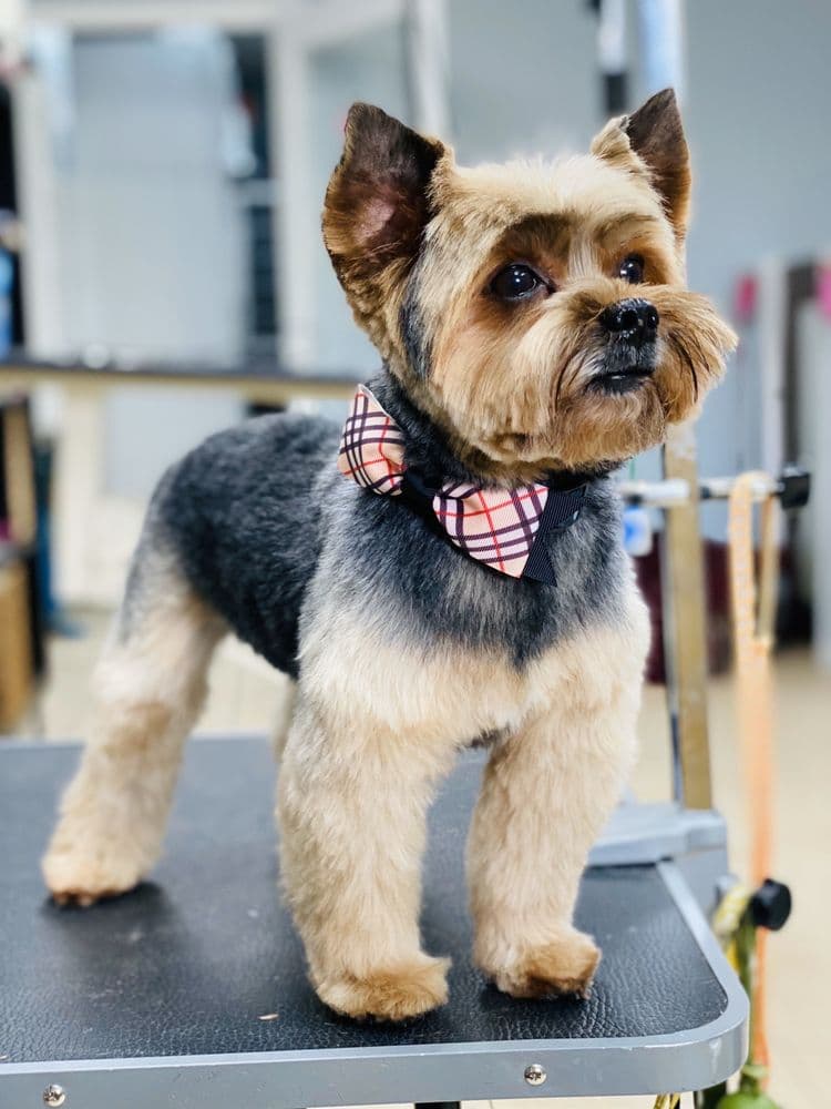 Scottie Paws Pet Resort & Spa