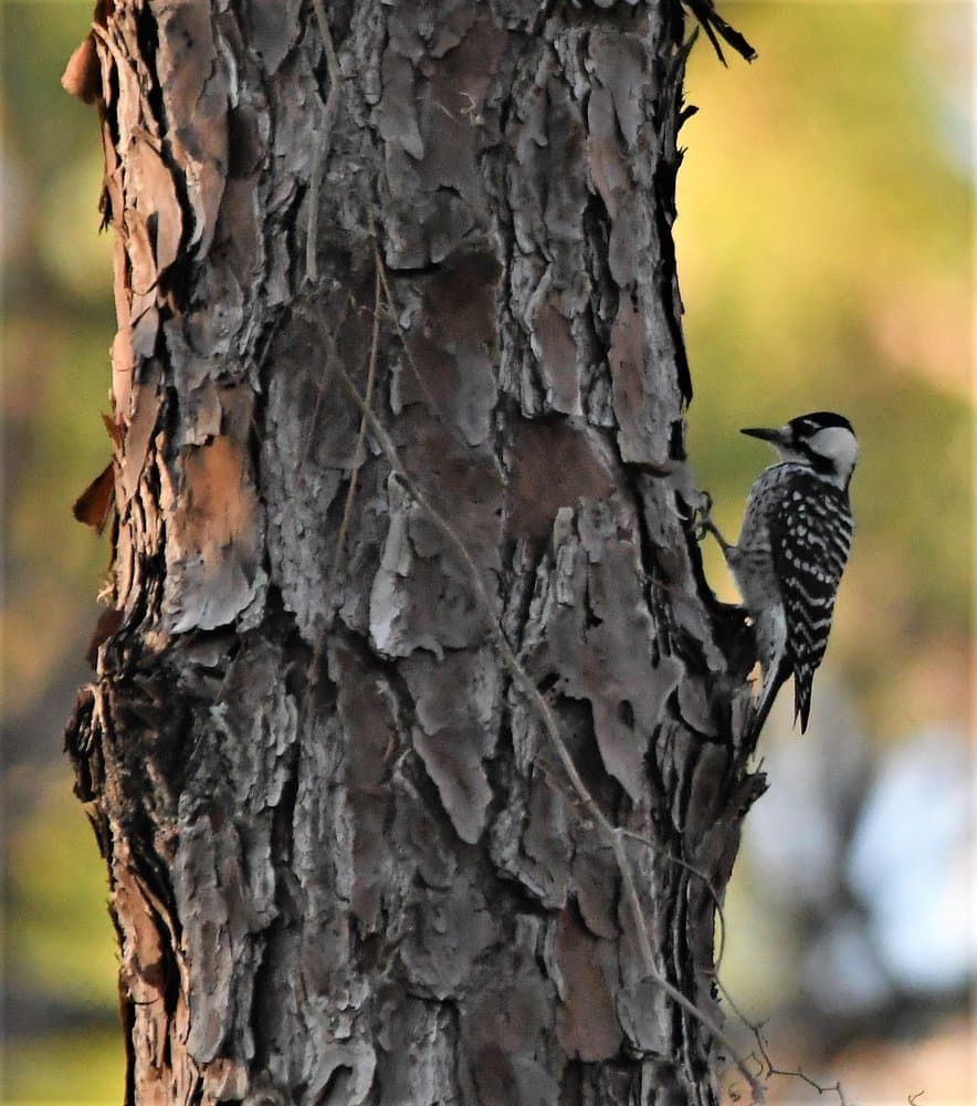 Archaeopteryx Birding & Nature Tours