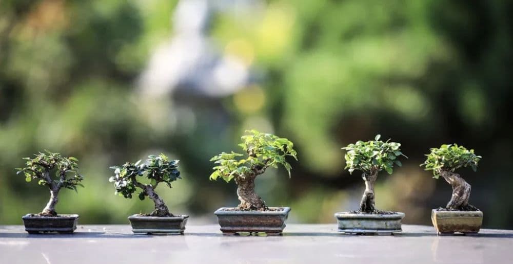 Bennys Bonsai And Beehives