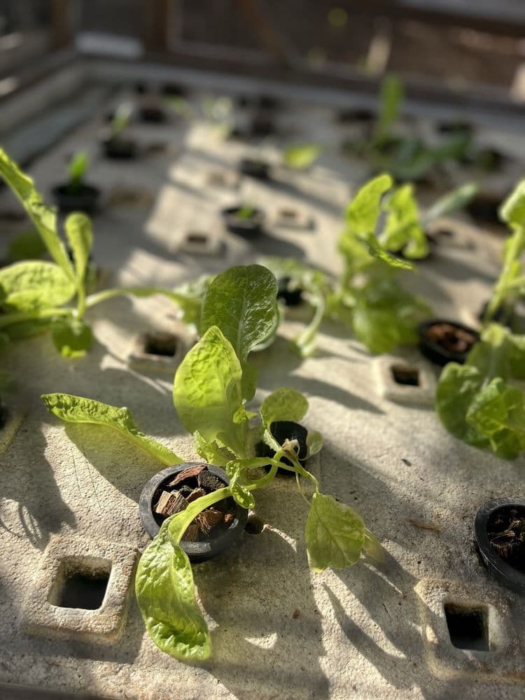 Tampa Heights Community Garden