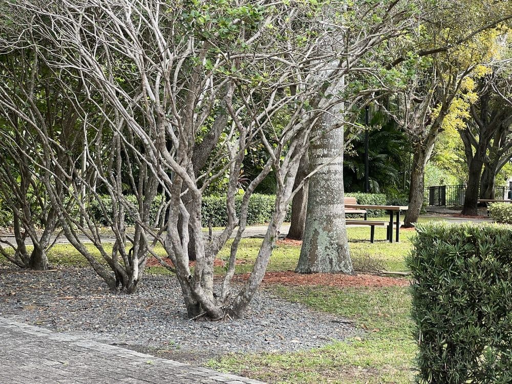 Steele Mini Park