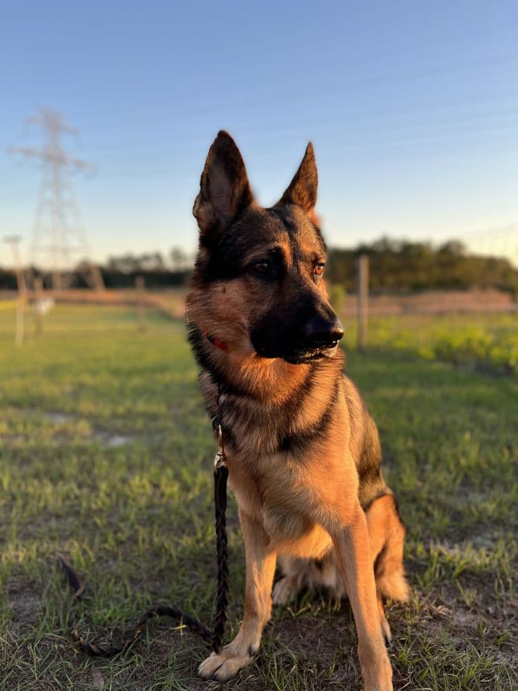 Better Obedience k9