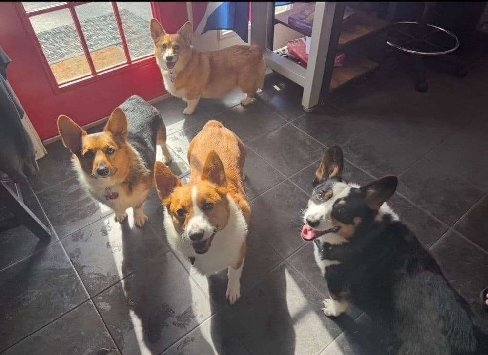 Barkingham Palace Dog Boarding & Day Care
