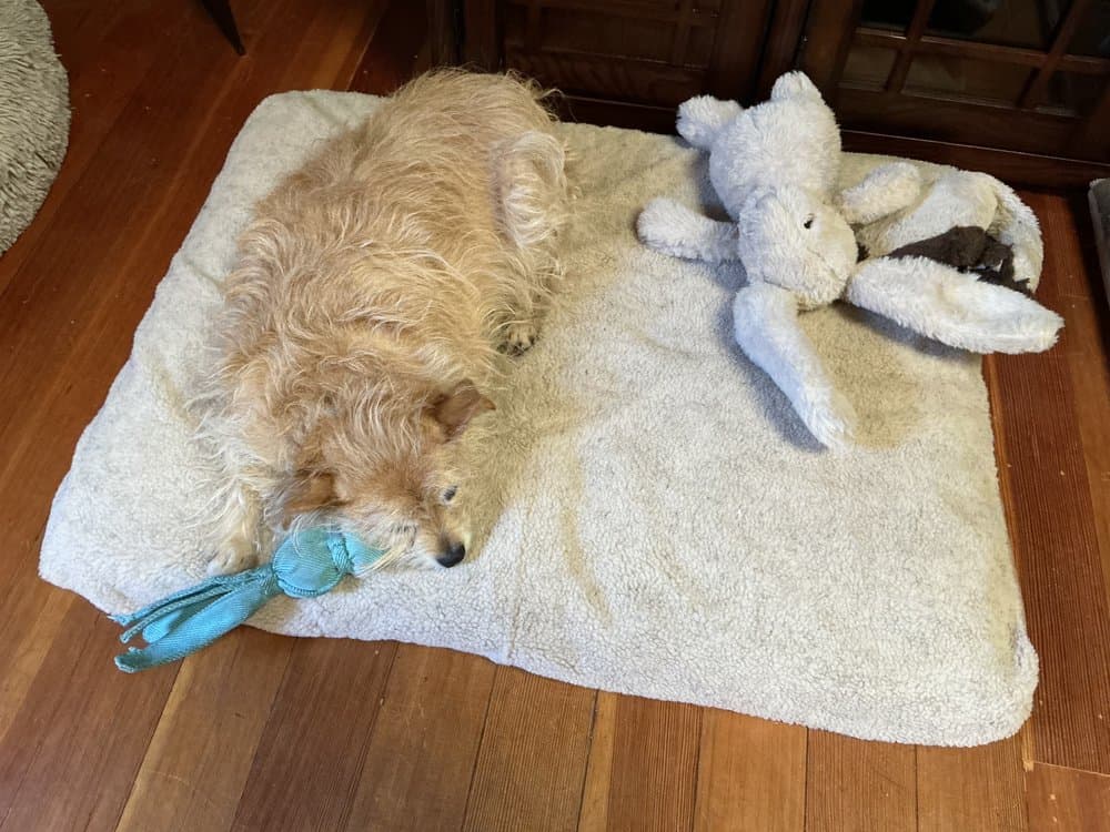 Wash 'n Zip Pet Bed